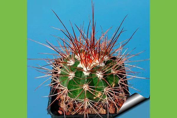 Мелокактус бриллиантовый (Melocactus diamanticus) Виды мелокактусов18