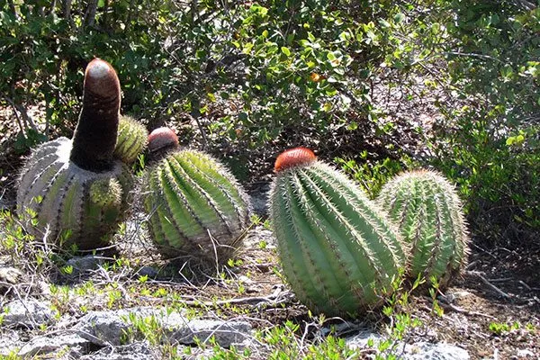 Мелокактус интортус (Melocactus intortus) Виды мелокактусов19