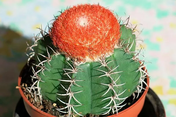 Мелокактус матанзасский (Melocactus matanzanus) Виды мелокактусов21