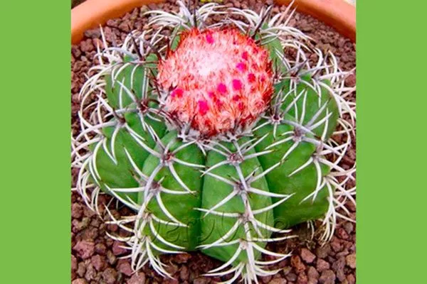 Мелокактус матанзасский (Melocactus matanzanus)2 Виды мелокактусов22