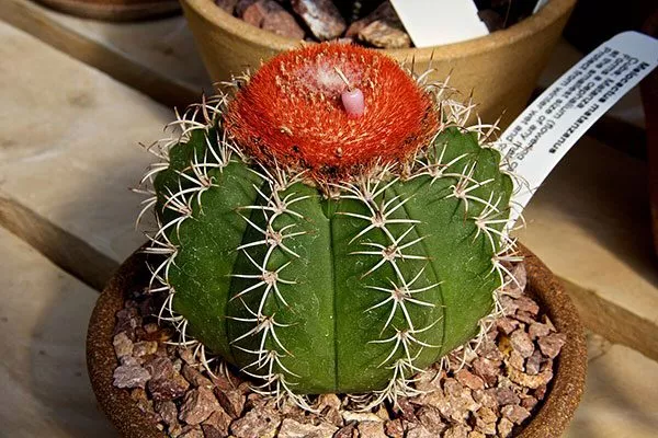 Мелокактус (Melocactus) Цветущие сорта кактусов10