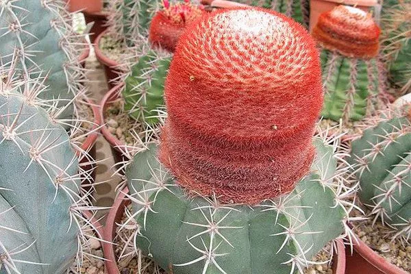 Мелокактус Нери (Melocactus neryi) Виды мелокактусов23