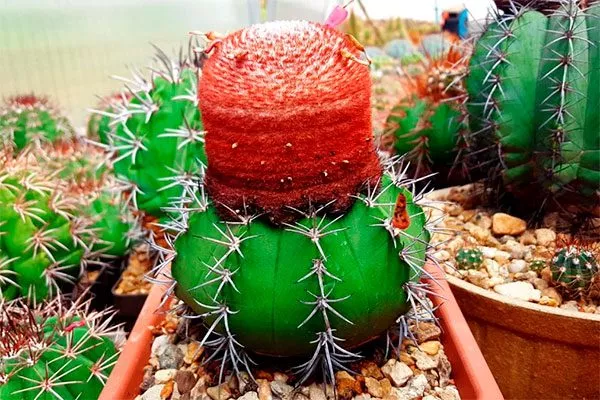 Мелокактус Нери (Melocactus neryi)2 Виды мелокактусов24