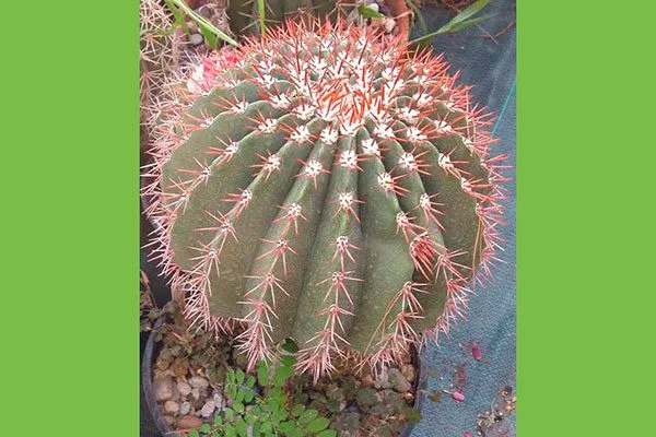 Мелокактус обыкновенный (Melocactus communis) Виды мелокактусов25