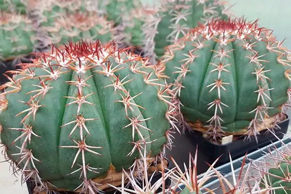 Мелокактус приятный (Melocactus amoenus) Виды мелокактусов26