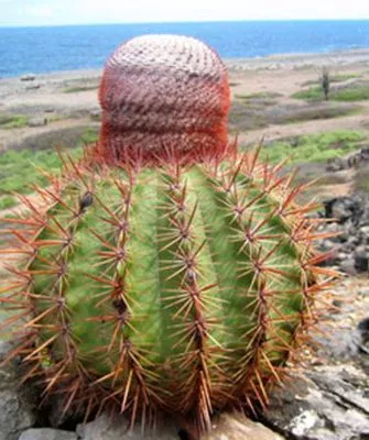 Мелокактус species2 Виды мелокактусов13