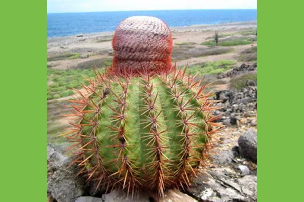 Мелокактус species2 Виды мелокактусов13