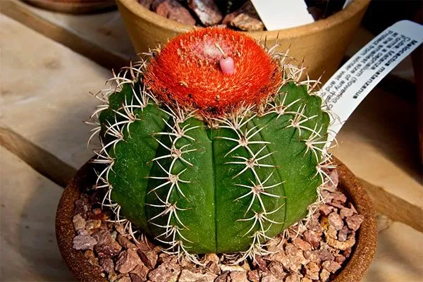 Мелокактус Виды мелокактусов27