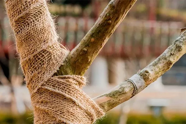 Мешковина Зимовка яблони13