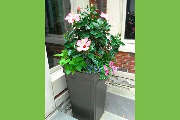 Металлические кашпо уход Типы горшков и контейнеров11