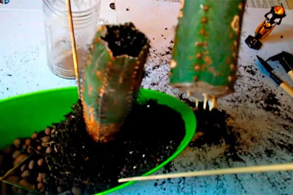 Метод обрезки верхушки