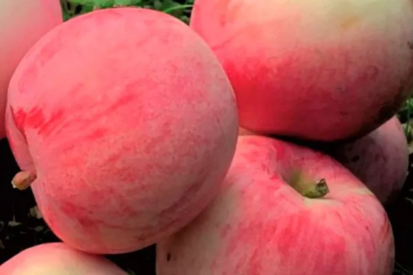 Миасское Посадка яблони30