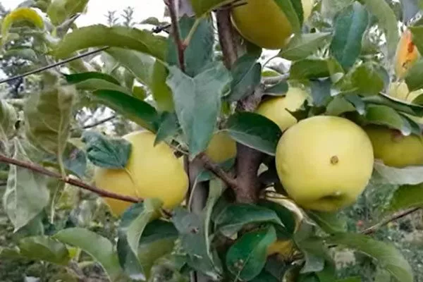 Миасское1 Посадка яблони31