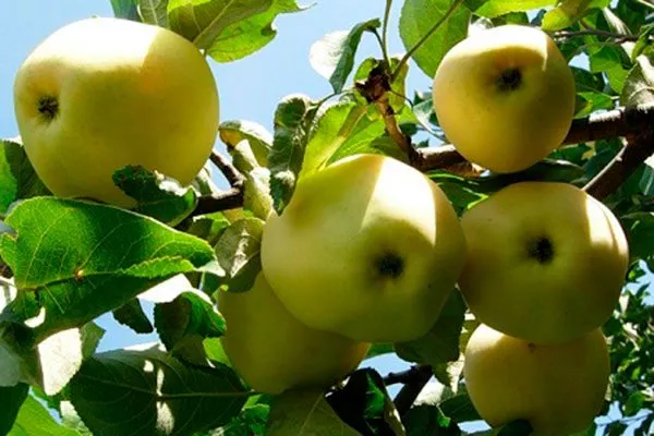 Миасское2 Посадка яблони32