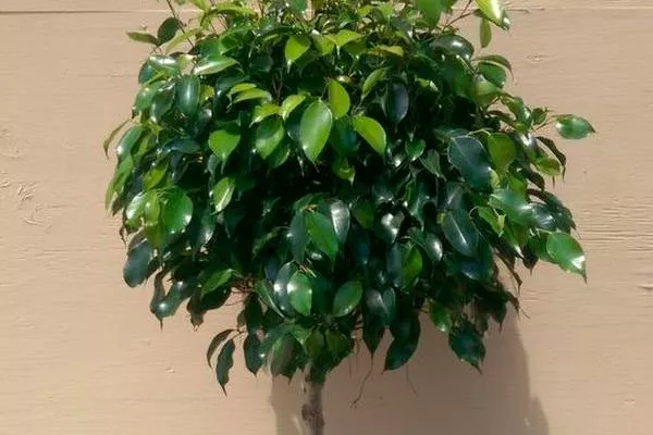 Midnight Lady Фикус бенджамина10