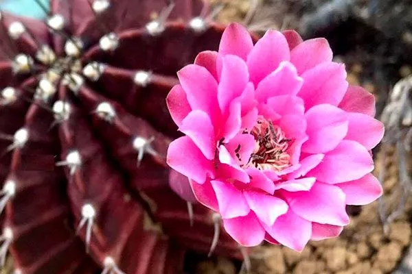 Михановича (Mihanovichii) Мини кактусы24