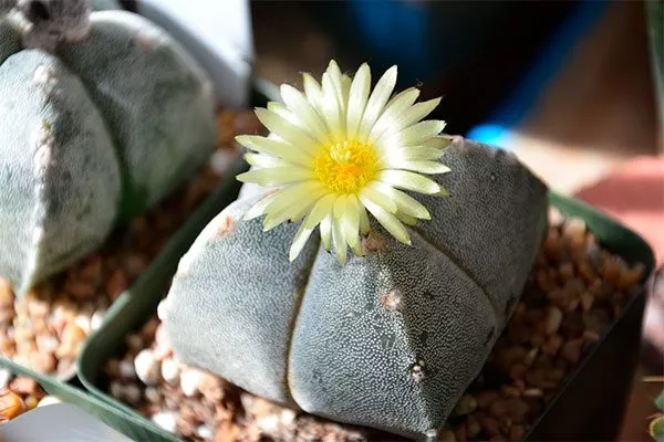 Многорыльцевый (Myriostigma) Мини кактусы25