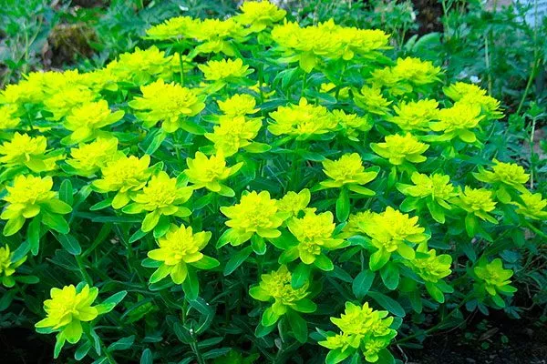 Молочай совмещать с кактусами4