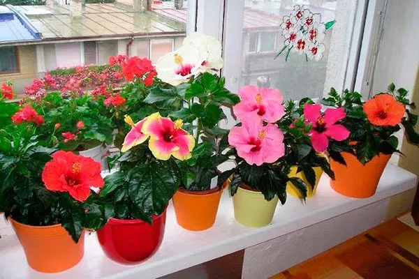 молодые гибискусы в горшках Типы горшков и контейнеров13