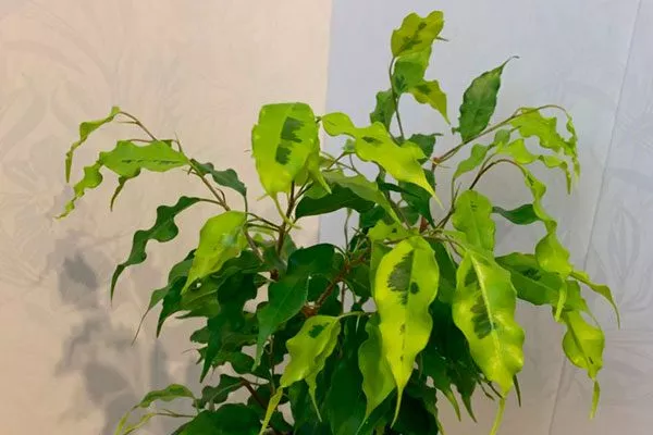 Monique (Монник) Вариеготные фикусы7