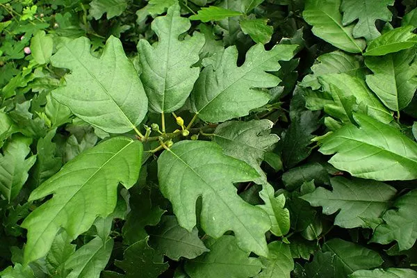 Монтана Самые необычные10