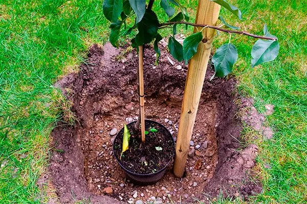 Можно ли сажать яблоню в открытый грунт летом Посадка яблони33