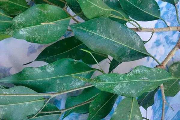 Мучнистая роса пятна на листьях7