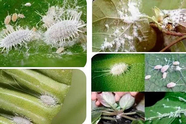 Мучнистые червецы Фикус лиролистный бамбино9