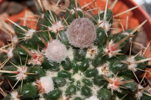 Мучнистые червецы корни кактуса8