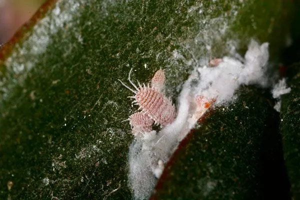 Мучнистый червец Азтекиум8