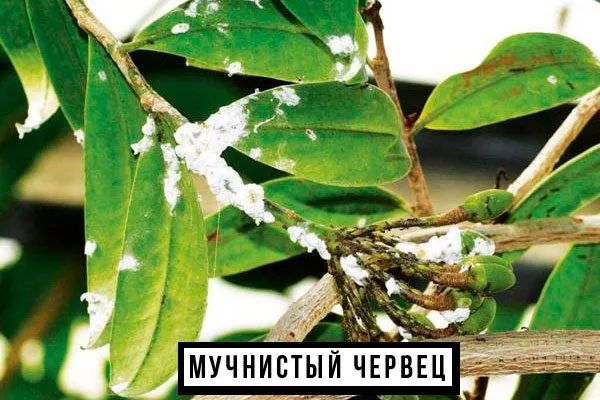 Мучнистый червец фикус ретуза6