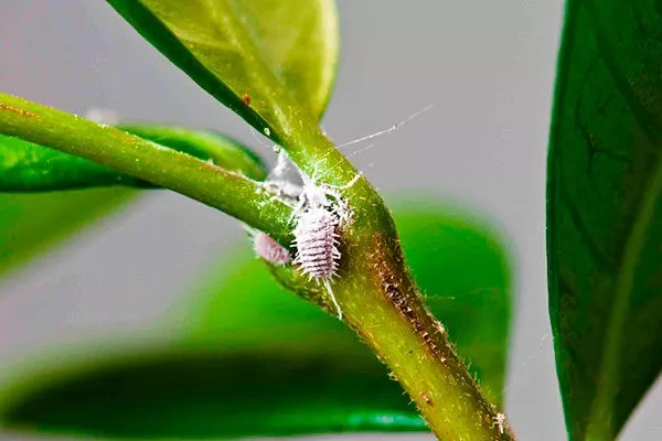 Мучнистый червец на фикусе