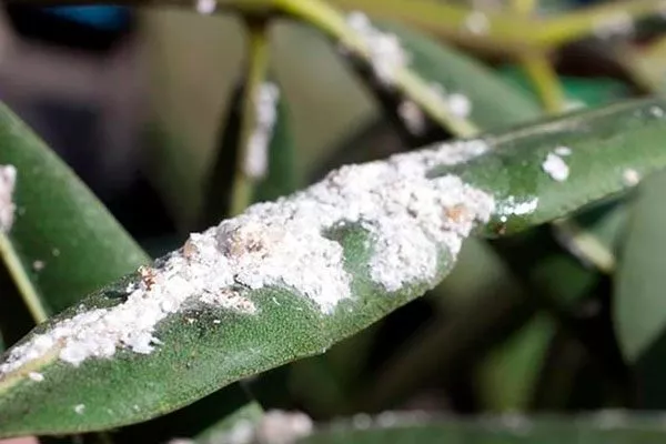 мучнистый червец покраснение стеблей6