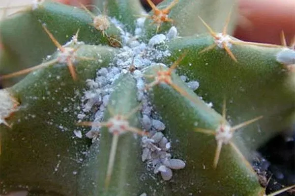 Мучнистый червец Заболевания кактусов7