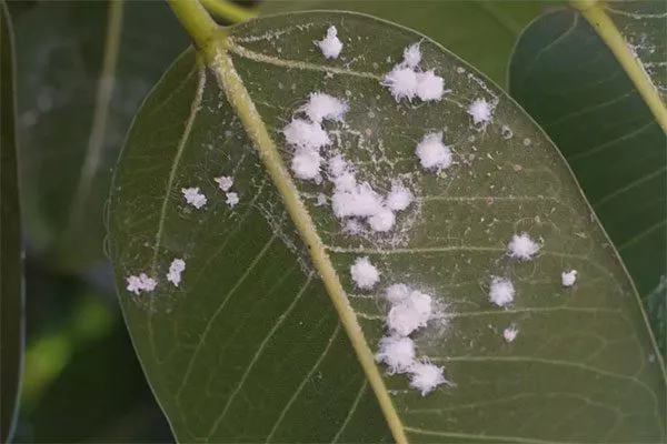 Мучнистый червец