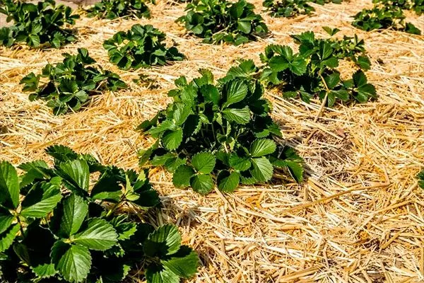 мульчирование почва для земляники16