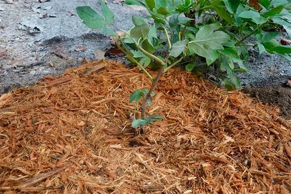 Мульчирование укрыть пионы перед зимовкой17