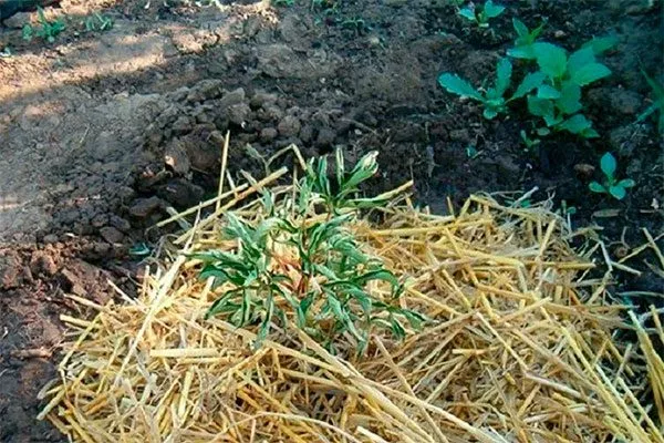 Мульчируйте посадку укрыть пионы перед зимовкой18