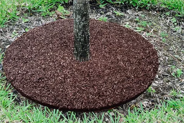 мульчируйте приствольный круг крона яблони19