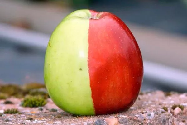 мутагенез сорта яблони42