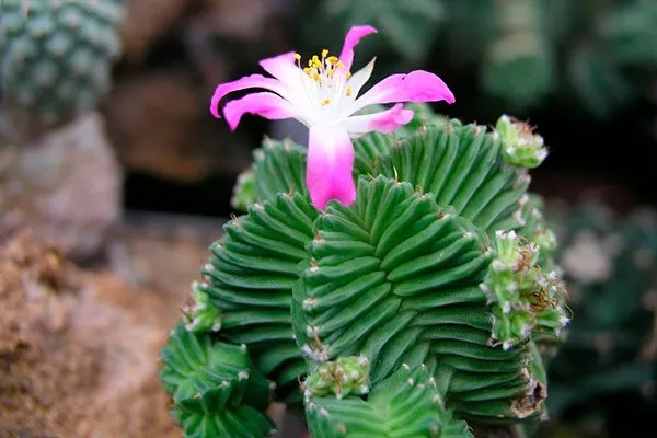 Мясистые стебли Азтекиум9