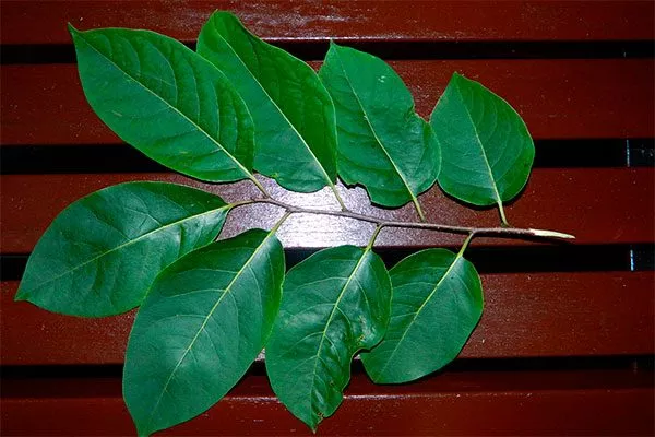 На что обратить внимание при осмотре растения усыхают листья7