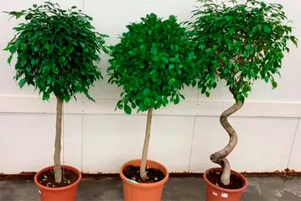 на штамбе 1 Фикус бенджамина30