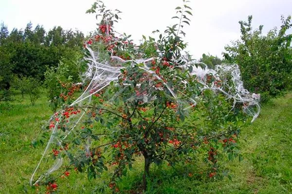 Над каждым рядом плодовых деревьев создают барьер из сетки-драпировки органическое садоводство10