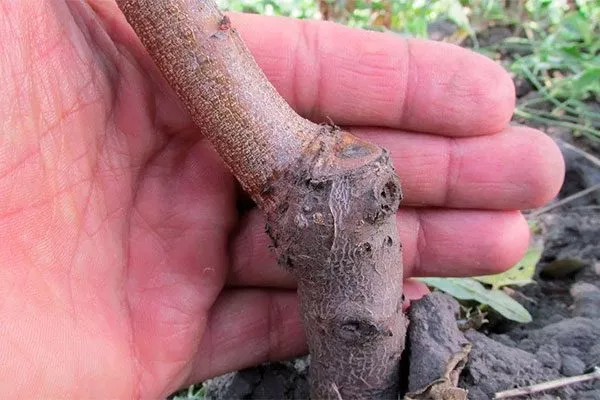 Наличие прививки Посадка яблони35