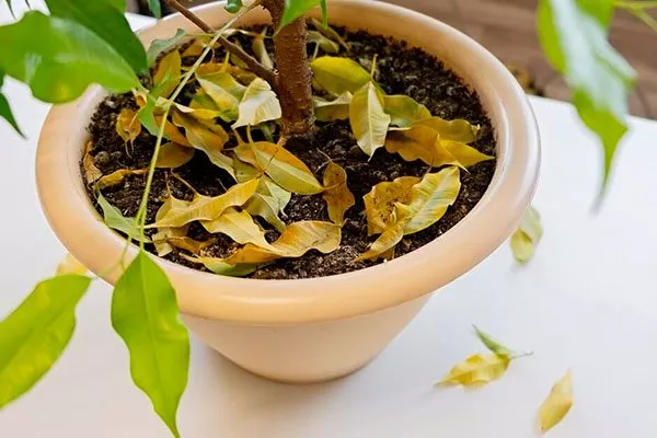 Нарушения в поливе осыпаются листья3