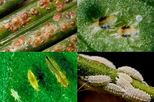 Насекомые-паразиты, такие как щитовка, корневой червец или нематоды Кактус повял7