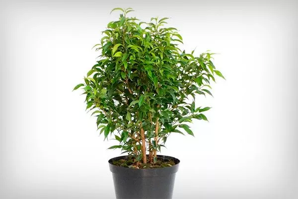 Natasja Фикус бенджамина11