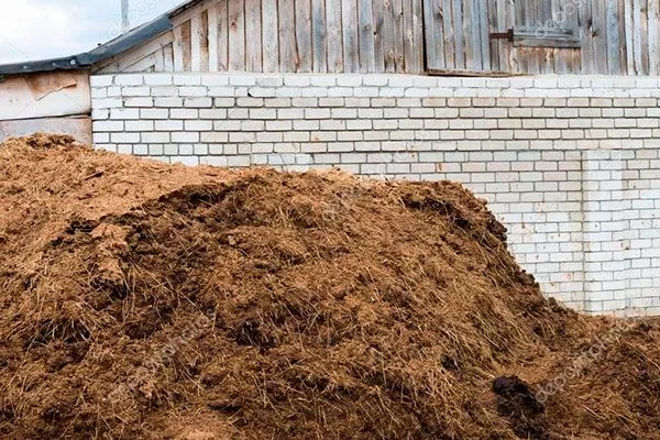 Навоз (конский, коровий, птичий помёт) почва для земляники17