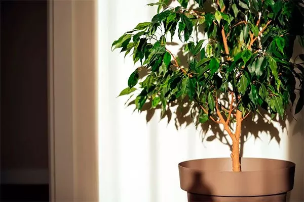 Недостаточное освещение стимулировать цветение4